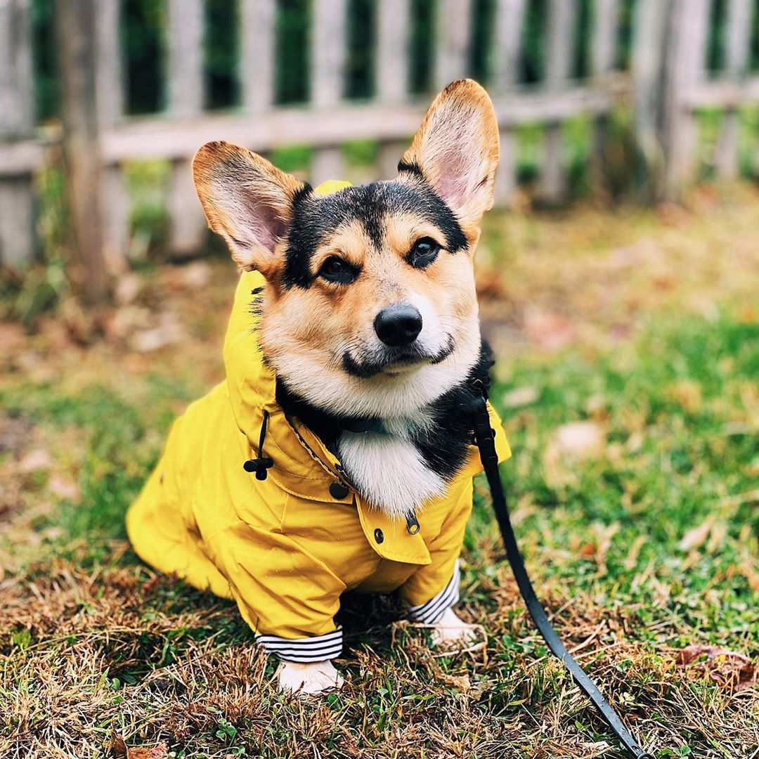 Tide Brand Retro Windproof Padded Dog Raincoat