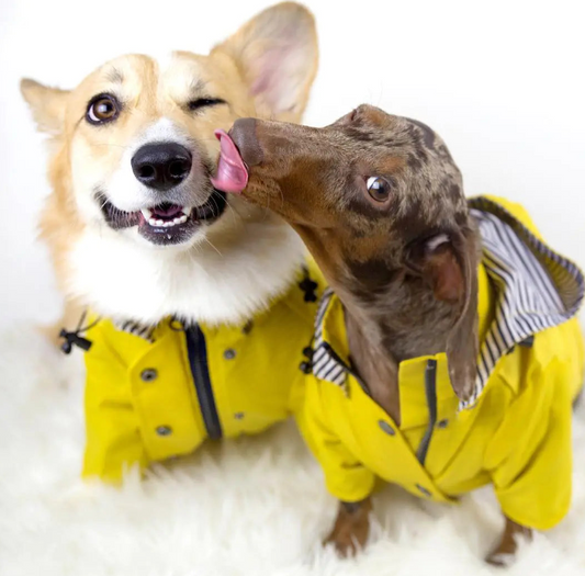 Tide Brand Retro Windproof Padded Dog Raincoat